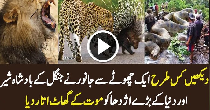 Best of Porcupine Attacks Vs Python Anaconda Leopard 17 Lions