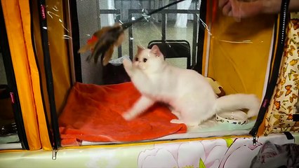 PORQUE VOCÊ NUNCA DEVE OLHAR NOS OLHOS DOS GATOS