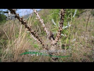 자연에서 자란 엄나무 순의 엄청난 효능들! [자연愛산다] 5회 20170516