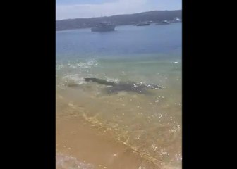 Seal Charges Man Fishing On The Beach