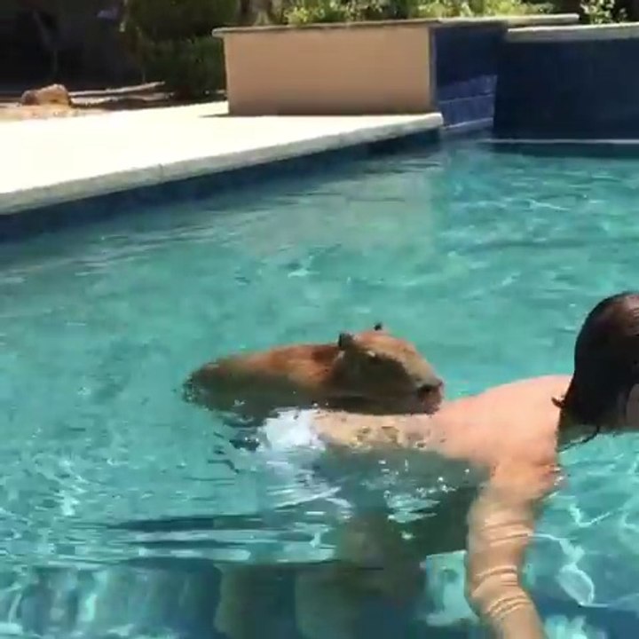 Cet animal est trop flemmard pour nager... Sur le dos de son maître !