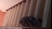 Ce chat monte les escaliers comme un Ninja... DISCRET !
