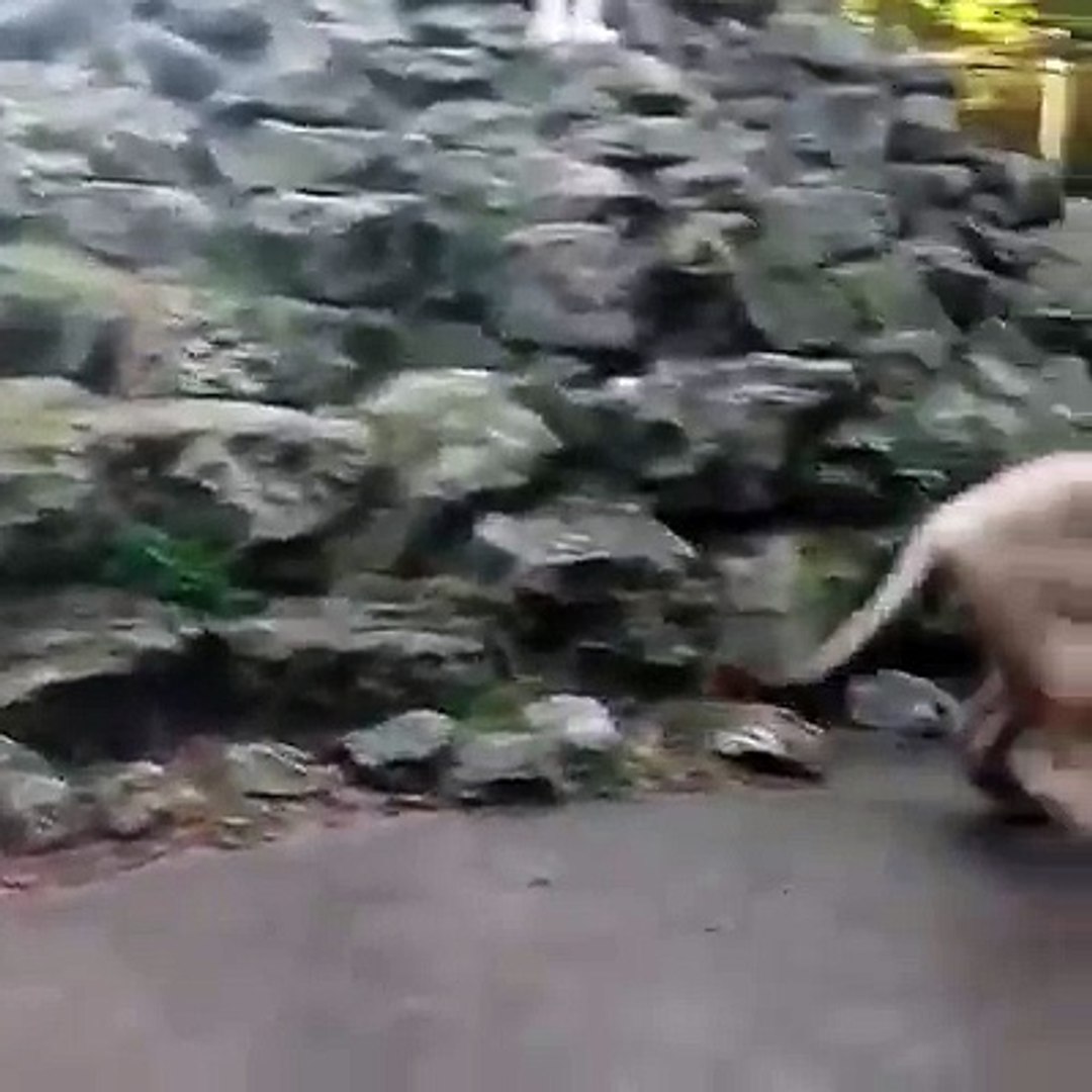 ⁣Lion Afraid Of Bubbles