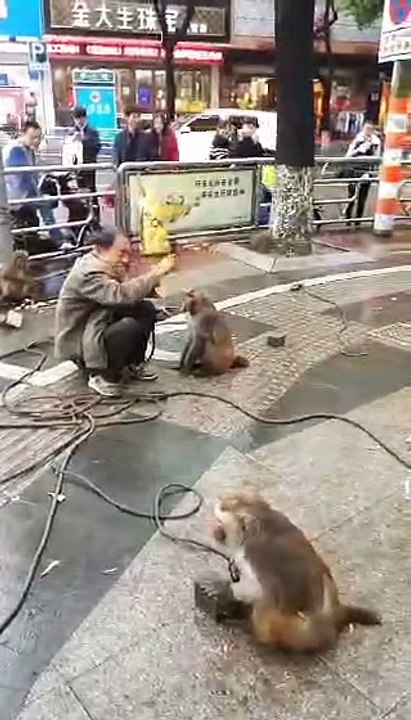 MONKEY FUNNY VIDEO.
