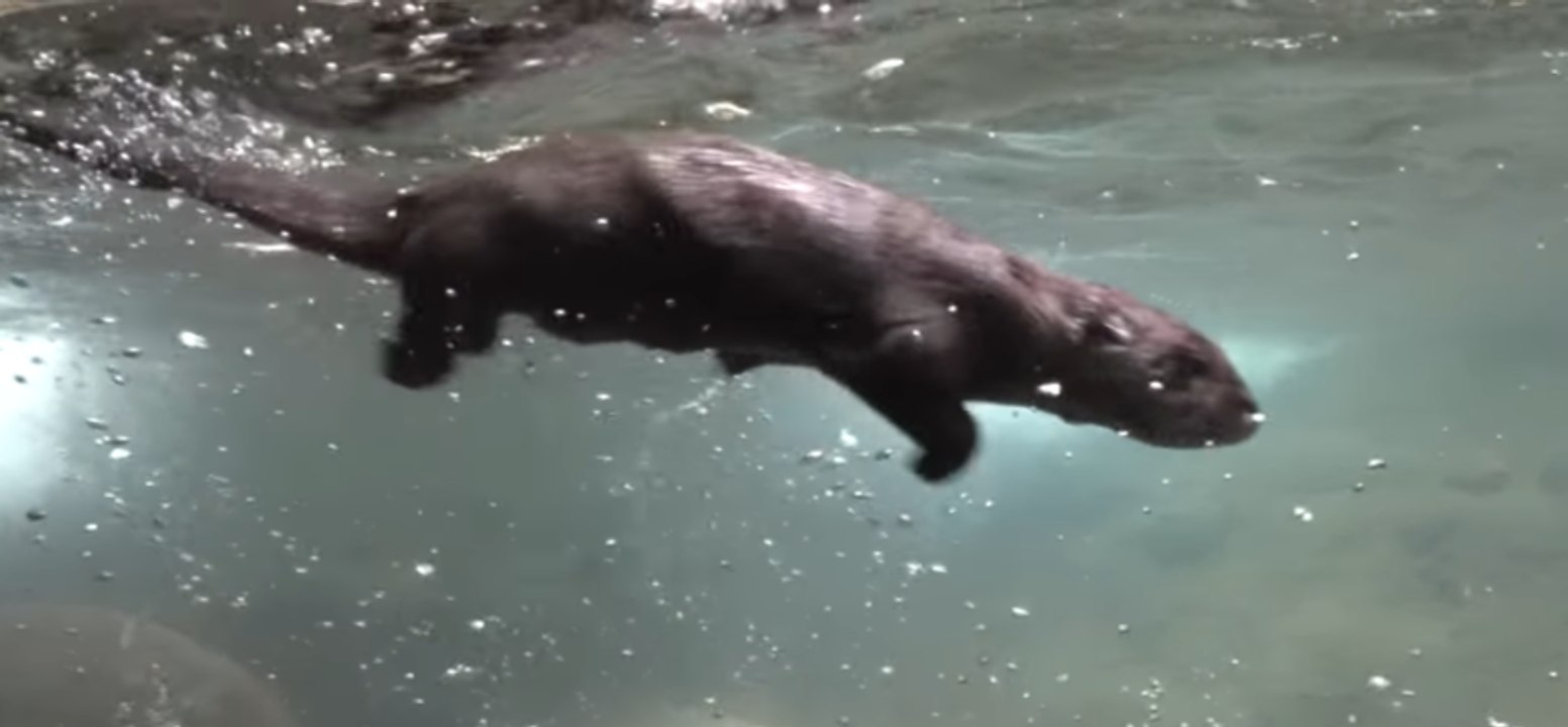 Otter Pups Swim on Their Own After Month-Long Training