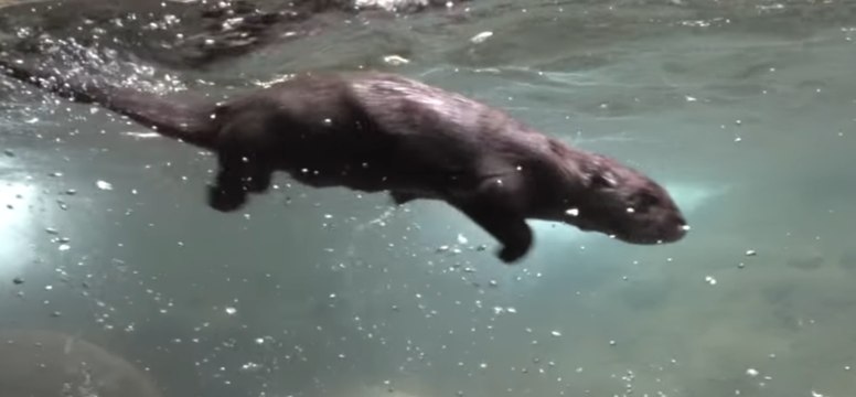 Otter Pups Swim on Their Own After Month-Long Training