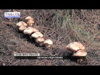 가을의 향과 맛 송이버섯 [광화문의 아침] 85회 20151007
