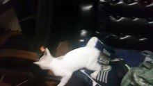 Pablo doing detective work (the fast way)