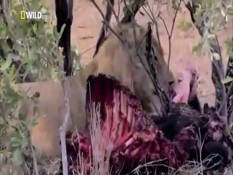 Big Cats Of The Timbavati National Geographic Wild Documentary