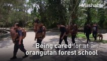 Forest school rescues orangutan orphans, teaches them to survive in the wild