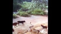 [MP4 720p] Dog Vs Cobra Snake Fight To Death Animals Attack ! Animal Life