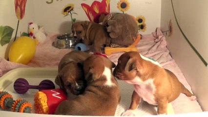 40ème Vidéo Les P'tits Oeufs de Staffordland