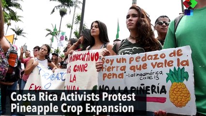Costa Rica Activists Protest Pineapple Crop Expansion