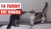 14 Funny Pets | Awesome Pet Videos Compilation 2017