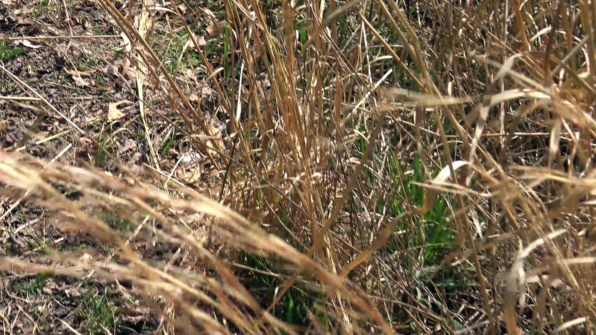 ⁣snake found.