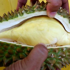 Durian the undisputed fruit of Southeast Asia [Mic Archives]