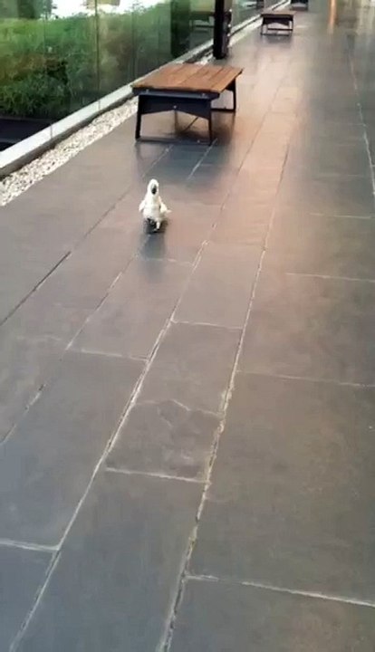 Passaro Canino