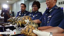 Customs Officials Find 330 Live Endangered Tortoises Inside Suitcases