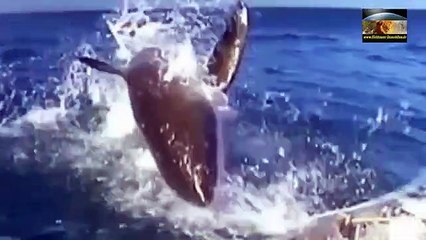 Best moments in Hermanus and Gansbaai-HR7Y_GGs9RM