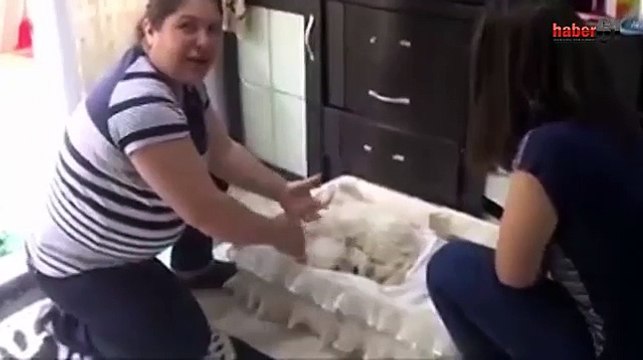 Anne Diye Ağlayan Yavru Köpek