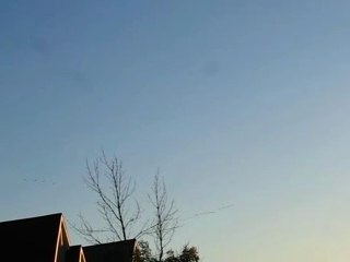 Vol d'outardes dans le ciel de Montréal