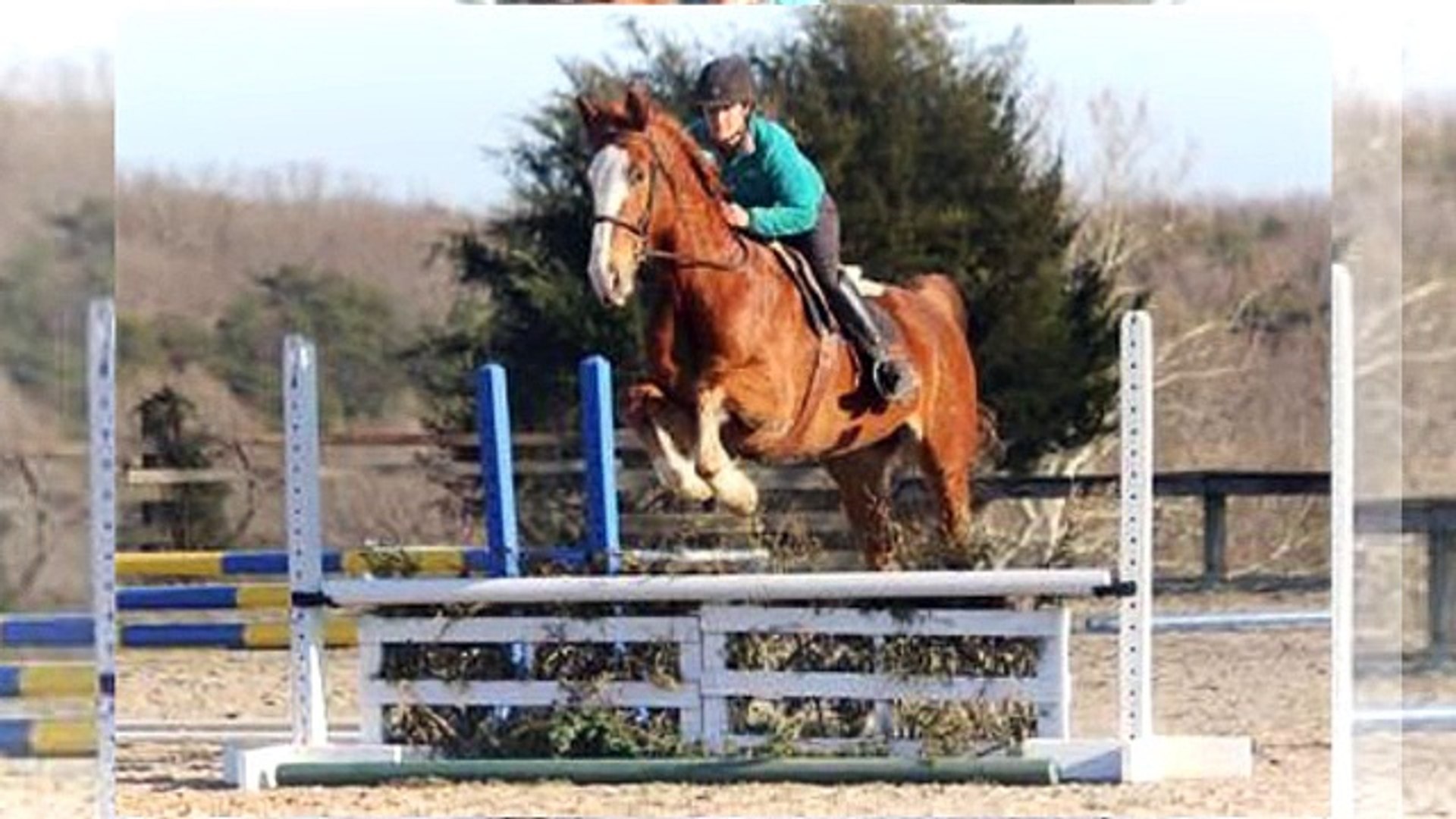 ⁣Sport Horses For Sale