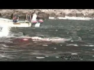 Great White Shark Attack-Warning Graphic