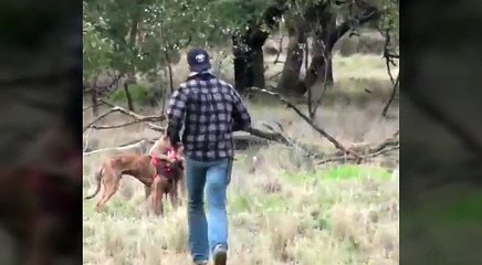 Il canguro farà una brutta fine!