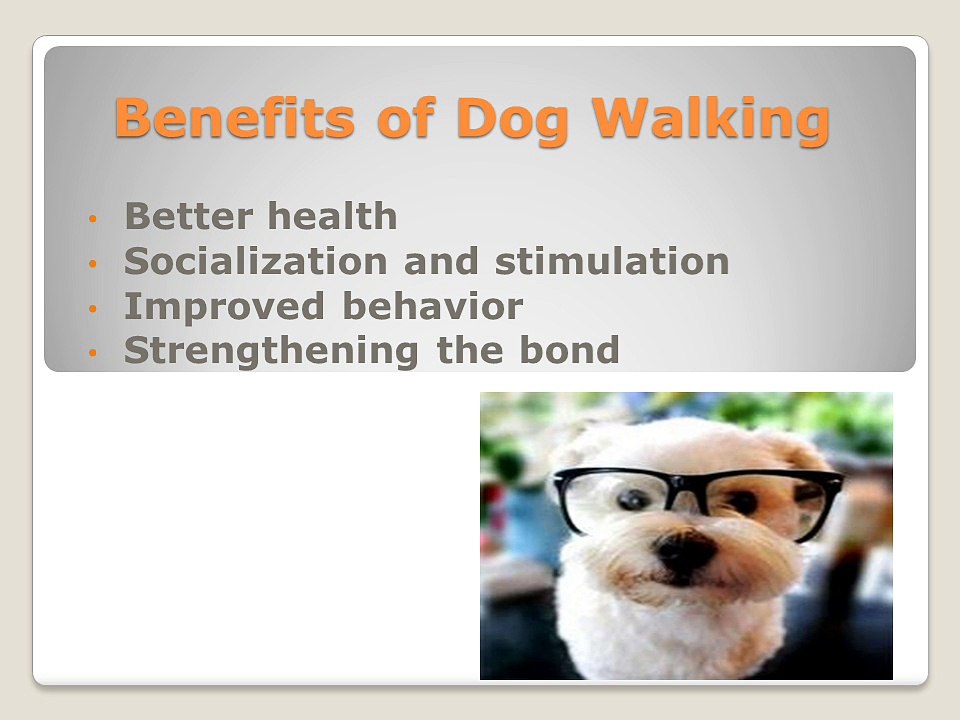 Dog Walking Services and Benefits - Personable Pet Care