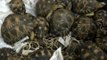 Malaisie: 330 tortues rares retrouvées dans des valises
