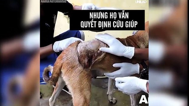 Bị kẻ ác tạt axit phỏng bụng, nàng chó hoang may mắn được giải cứu