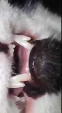 Ce chat dort comme un bébé... Sommeil profond