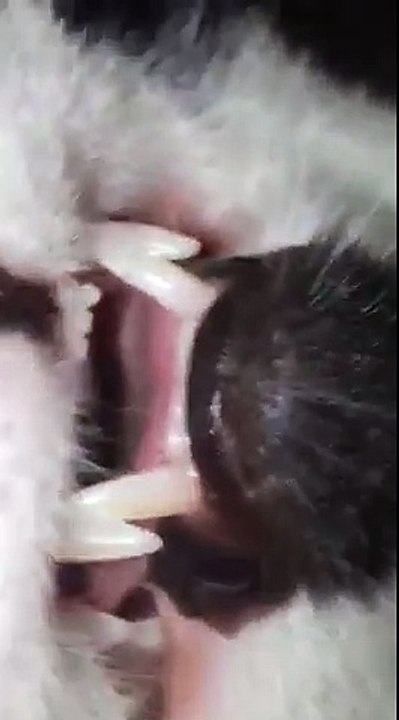 Ce chat dort comme un bébé... Sommeil profond