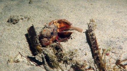 Des images d'un poisson piquent Stingfish au large de Bali... Magnifique