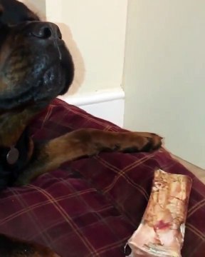 L'un est ultra agressif et l'autre est ultra zen... 2 chiens trop marrant