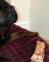 L'un est ultra agressif et l'autre est ultra zen... 2 chiens trop marrant