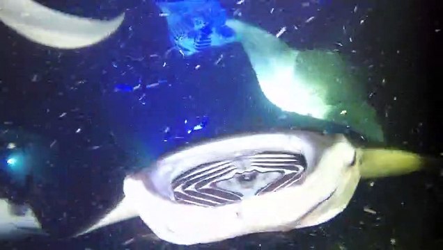 Ce plongeur filme des dizaines de Raies géante en train de se nourrir... Incroyable