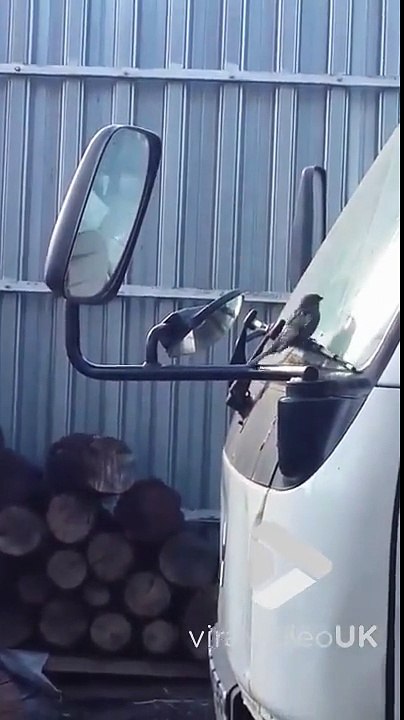 Un oiseau piégé par son propre reflet se met à bugger! En boucle...