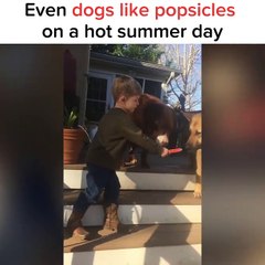Cet enfant partage tout avec ses 2 chiens, même sa glace