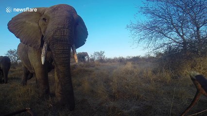 Huge elephant gets a little too close to camera