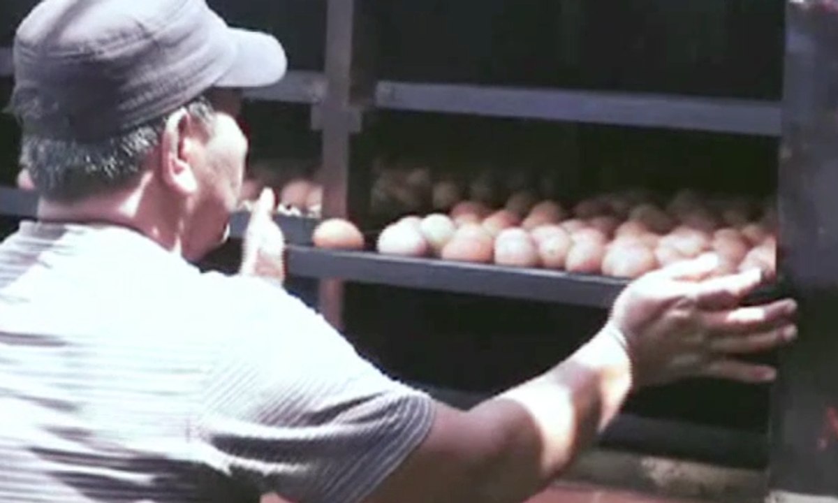 Telur Asin Asap yang Wajib Dicoba