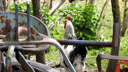 POSLEDNJI ŽABALJSKI SALAŠAR