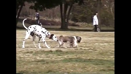 可愛いわんちゃん。照井浩也 (6)