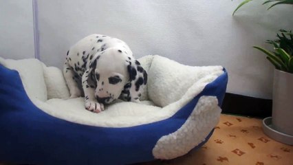 可愛いわんちゃん。照井浩也 (8)