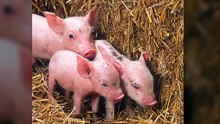 Top des bébés animaux les plus mignons