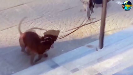TOP Funny Cat and Dog Dancing and Singing in the World part 3_3
