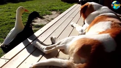 TOP Funny Cat and Dog Dancing and Singing in the World part 3_5