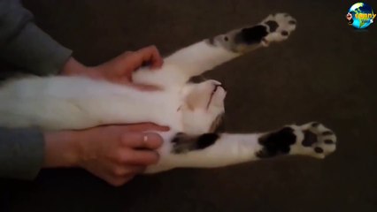 TOP Funny Cat and Dog Dancing and Singing in the World part 3_22