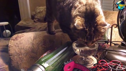 TOP Funny Cat and Dog Dancing and Singing in the World part 3_64