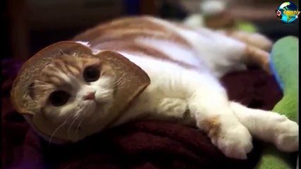 TOP Funny Cat and Dog Dancing and Singing in the World part 3_68